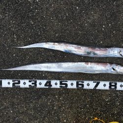 今年初太刀とサゴシ祭り